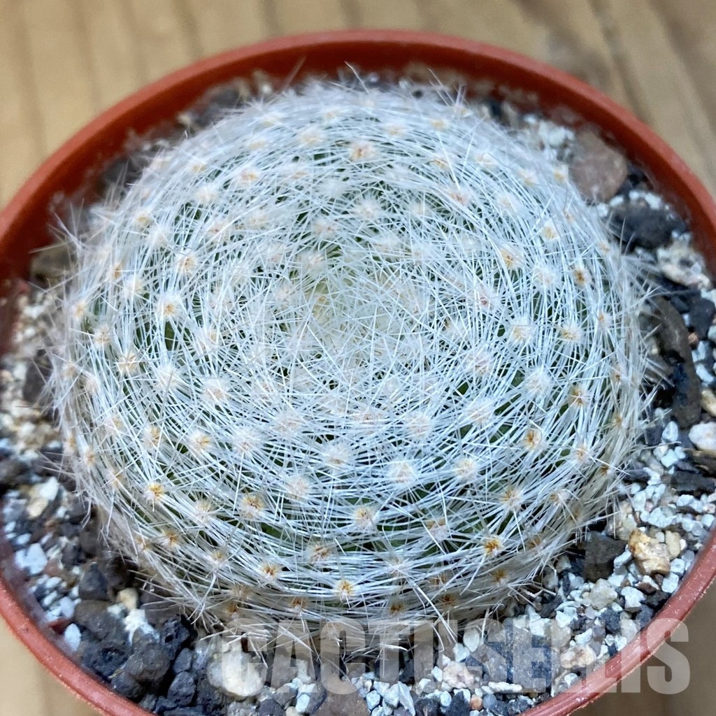 SH34881 Mammillaria lenta