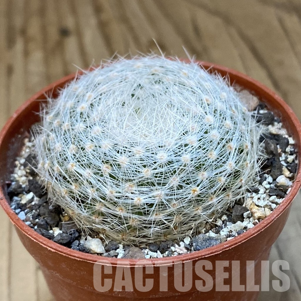SH34881 Mammillaria lenta - Image 2