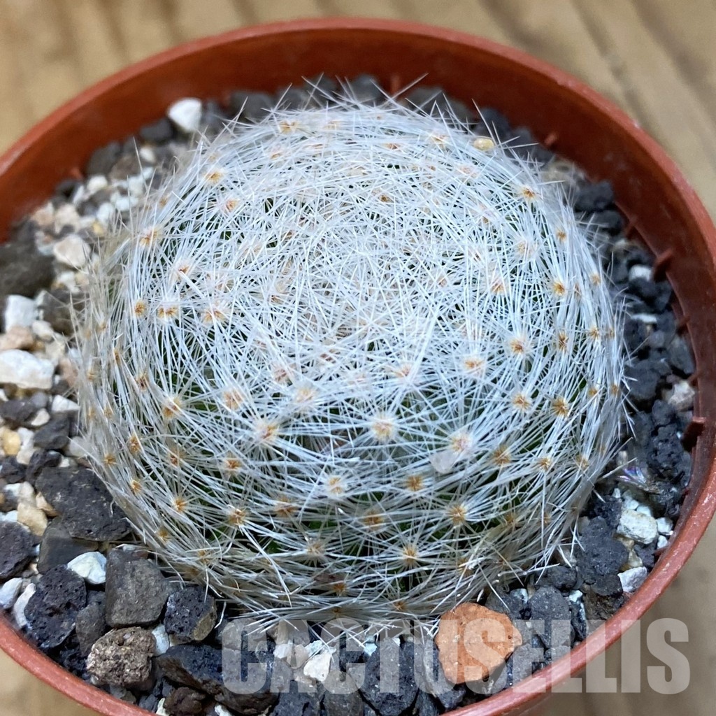 SH34882 Mammillaria lenta
