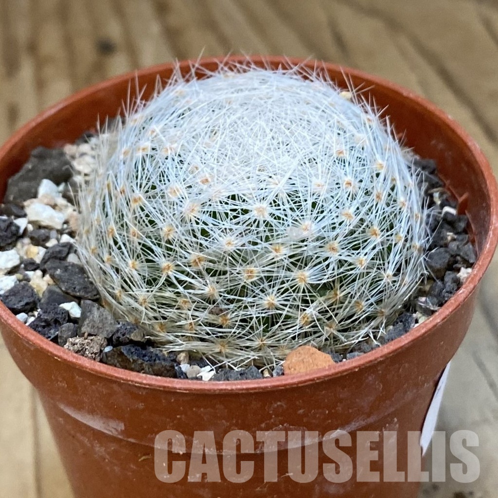SH34882 Mammillaria lenta - Image 2