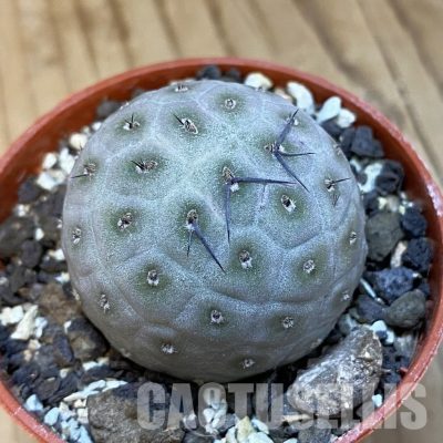 SH34883 Tephrocactus geometricus