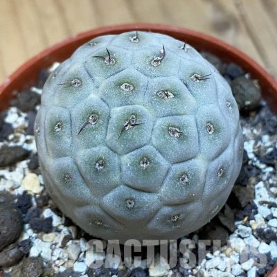 SH34884 Tephrocactus geometricus