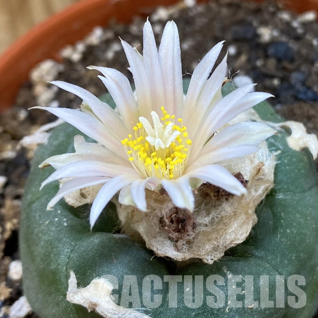 SH34885 Anhalonium koehresii , 10 years old