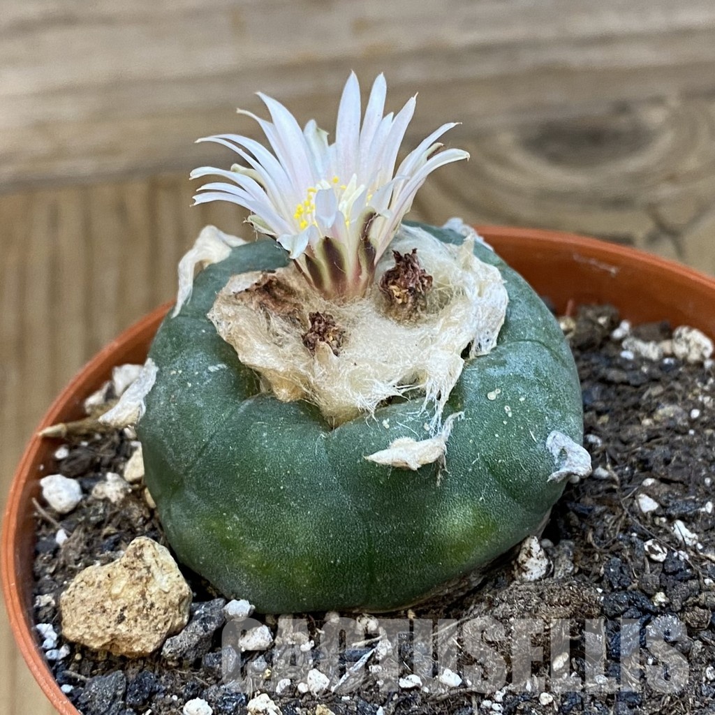 SH34885 Anhalonium koehresii , 10 years old - Image 2