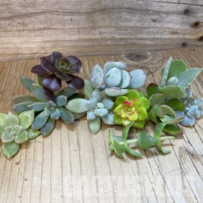 SH34913 Succulents mix, cuted