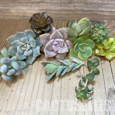 SH34914 Succulents mix, cuted