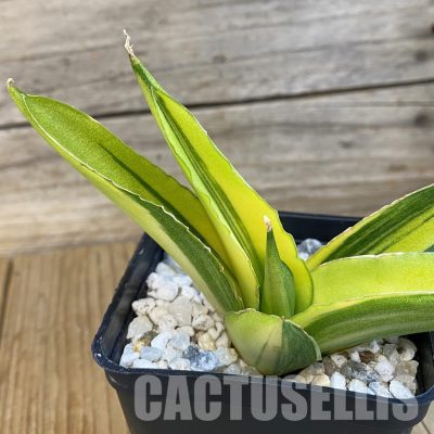 SH34815 Sansevieria 'Suriyothai' f. variegata