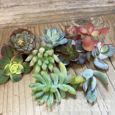 SH34915 Succulents mix, cuted