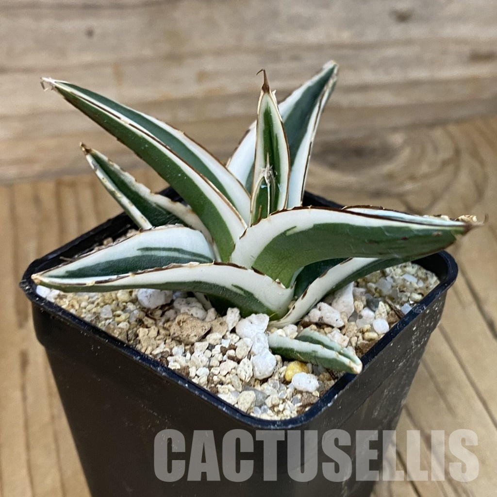SH34808 Agave victoriae-reginae ‘White Rhino’ - Image 2