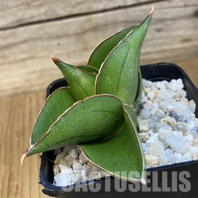 SH34816 Sansevieria ‘Bilbao’