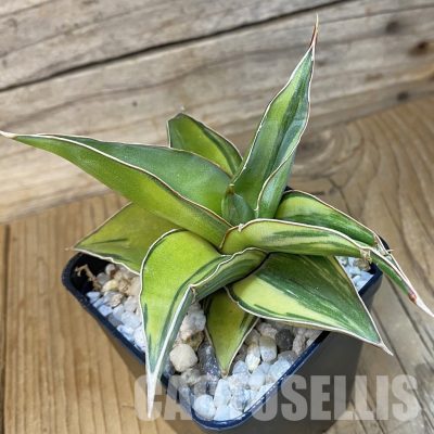 SH34817 Sansevieria ‘Kismaayo’ f. variegata