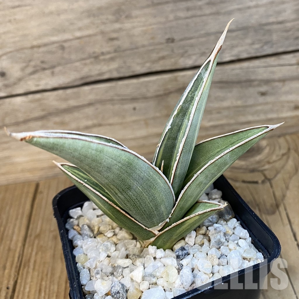 SH34818 Sansevieria ‘Johannesburg’ f. variegata - Image 2