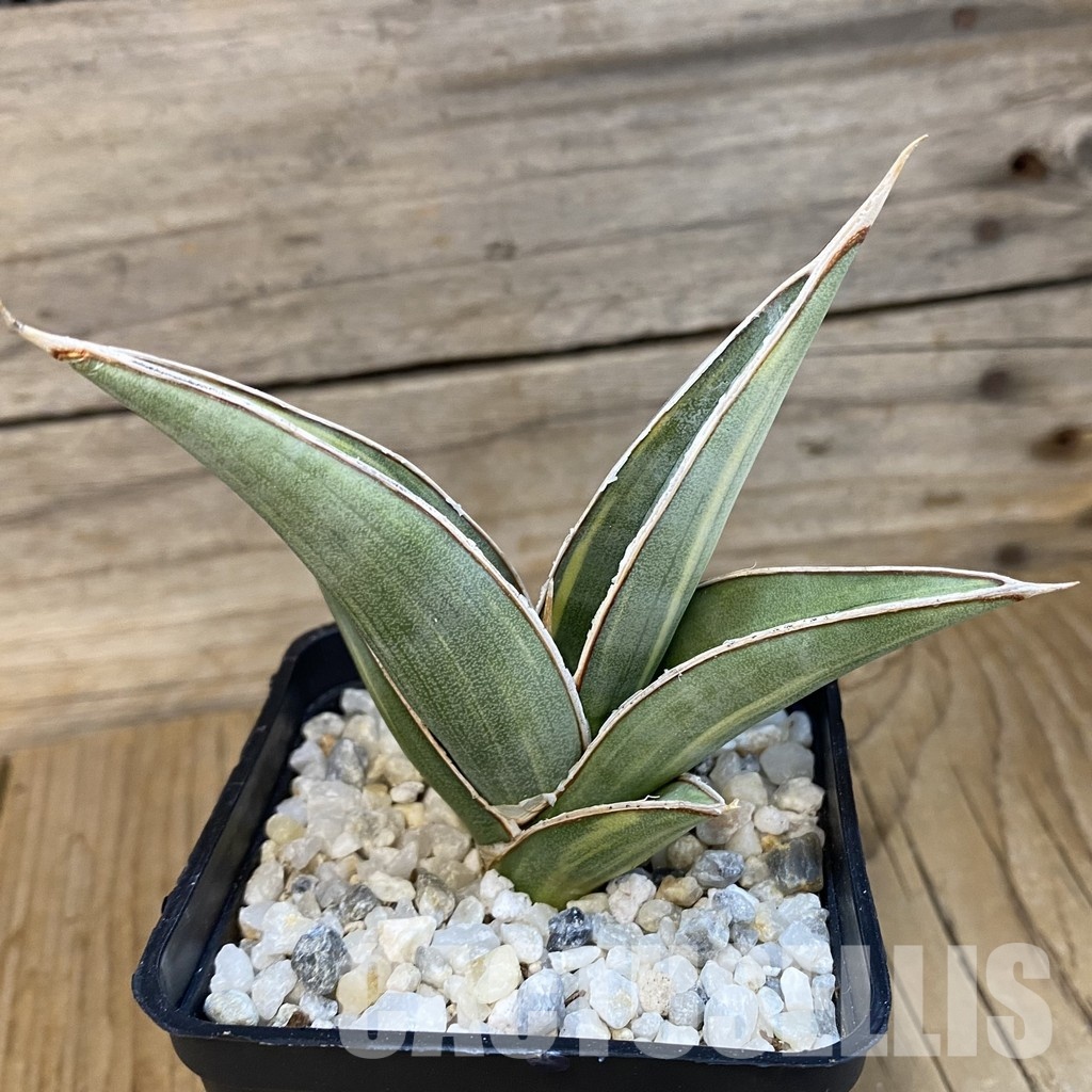 SH34818 Sansevieria ‘Johannesburg’ f. variegata - Image 3