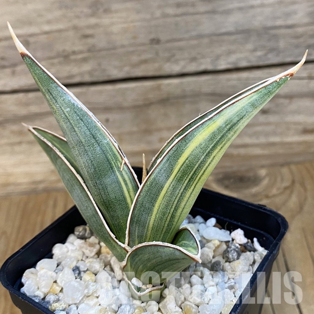 SH34818 Sansevieria ‘Johannesburg’ f. variegata