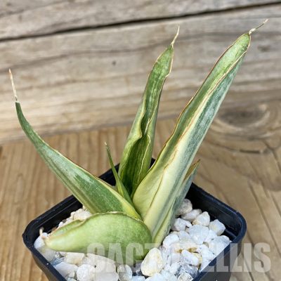 SH34819 Sansevieria ‘White Snow’