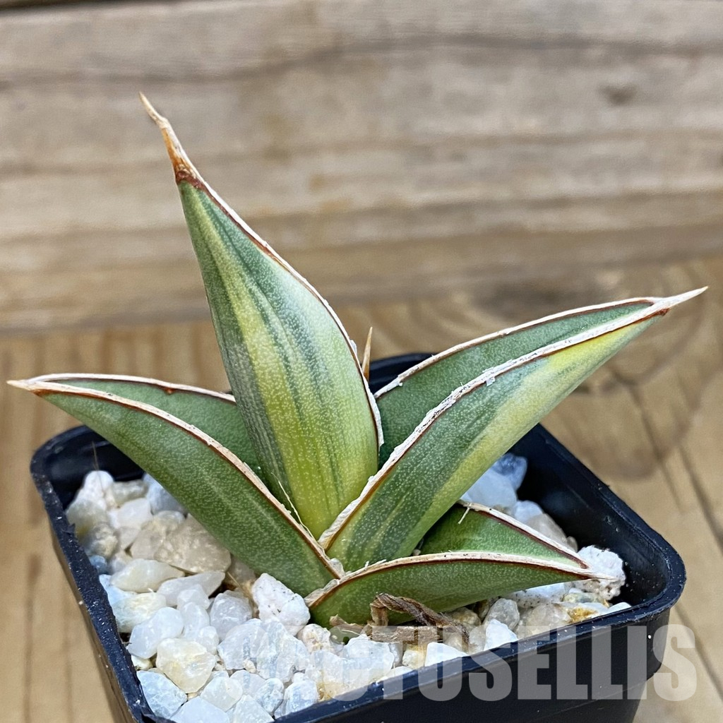 SH34820 Sansevieria ‘Johannesburg’ f. variegata