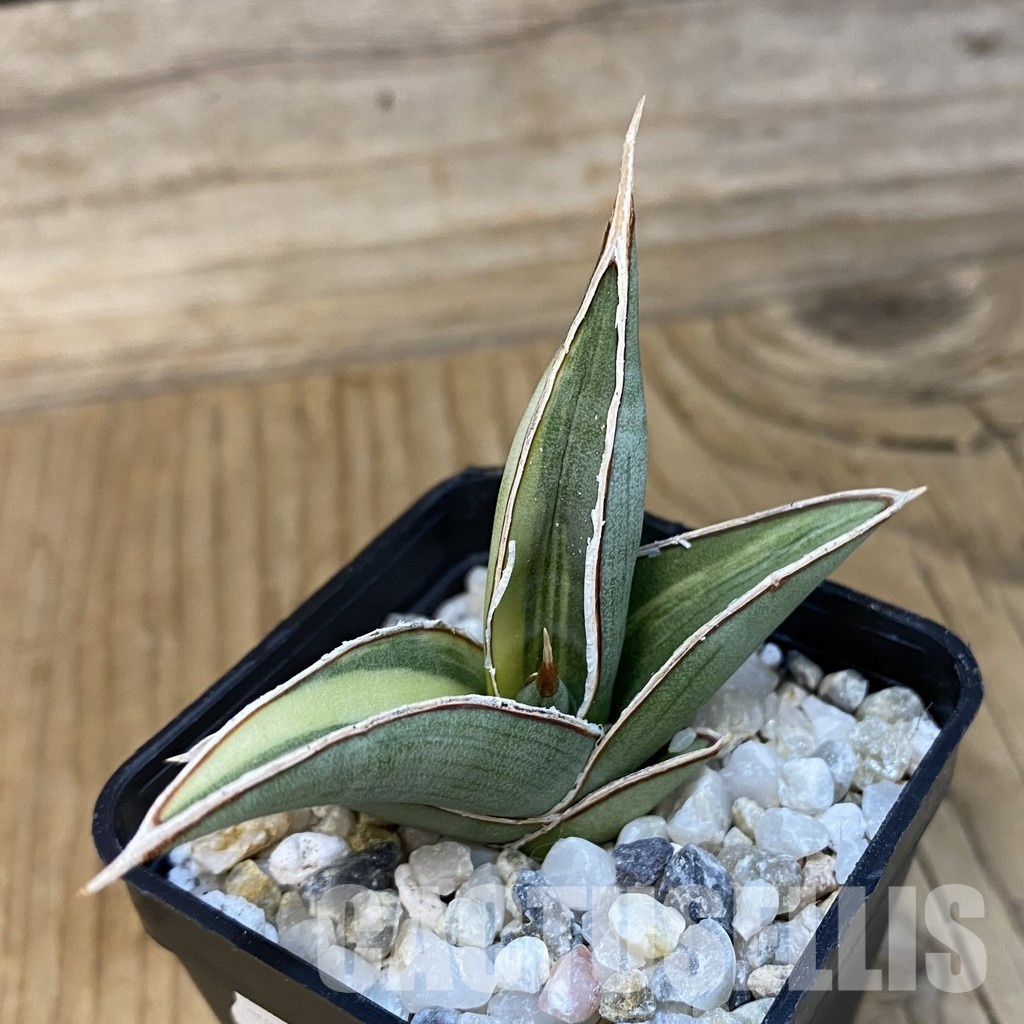SH34820 Sansevieria ‘Johannesburg’ f. variegata - Image 2