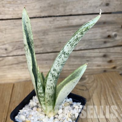 SH34821 Sansevieria Silver Spider’