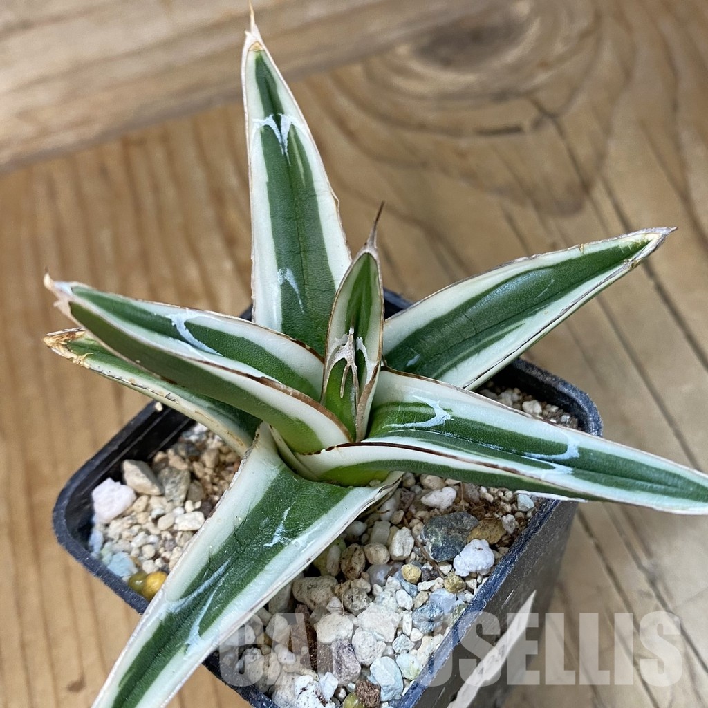 SH34809 Agave victoriae-reginae ‘White Rhino’