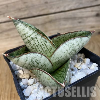 SH34823 Sansevieria ‘Great Wall’