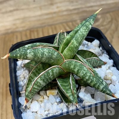 SH34824 Sansevieria ‘Sumo’