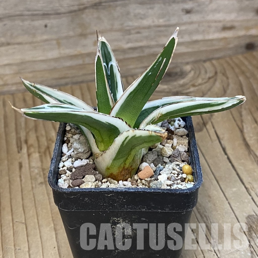 SH34809 Agave victoriae-reginae ‘White Rhino’ - Image 2