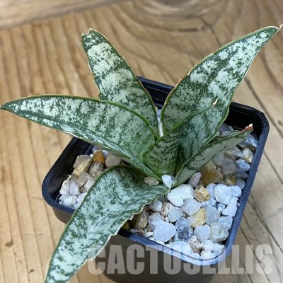SH34825 Sansevieria ‘Tabby’