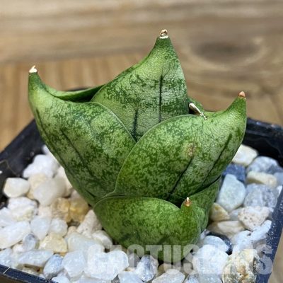 SH34826 Sansevieria ‘Tamu Tami’