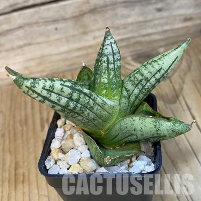 SH34827 Sansevieria ‘Green Label’