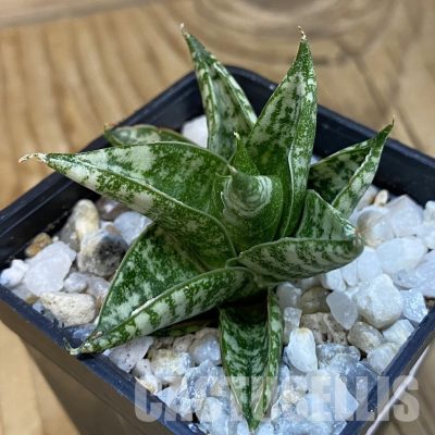 SH34828 Sansevieria hahnii ‘Zebra’