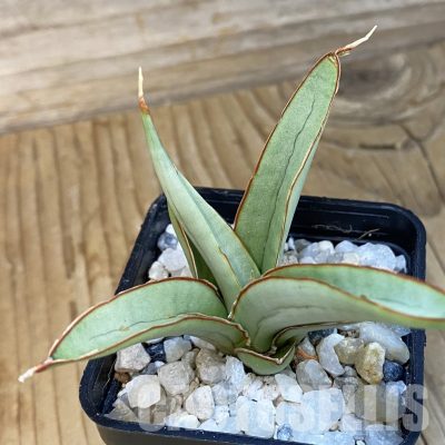 SH34829 Sansevieria ‘Andaman’ f. variegata