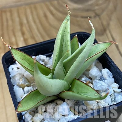 SH34830 Sansevieria 'Flame’
