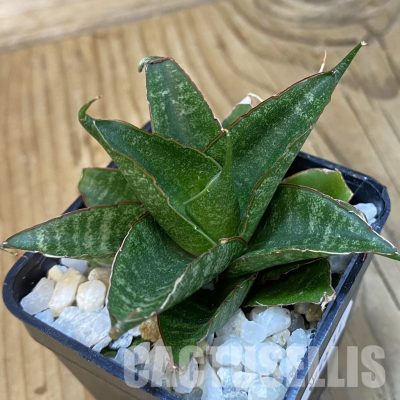 SH34831 Sansevieria ‘Dragon Scale’
