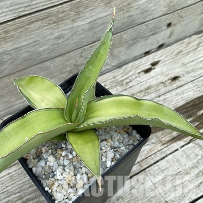 SH34810 Sansevieria ‘Kismayo’ f. variegata