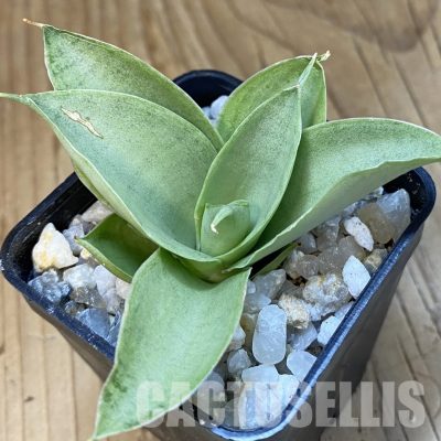 SH34832 Sansevieria ‘Marshmallow’