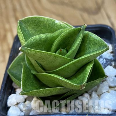 SH34833 Sansevieria ‘Mini Condo’