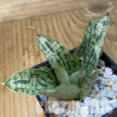 SH34834 Sansevieria ‘Isabella’