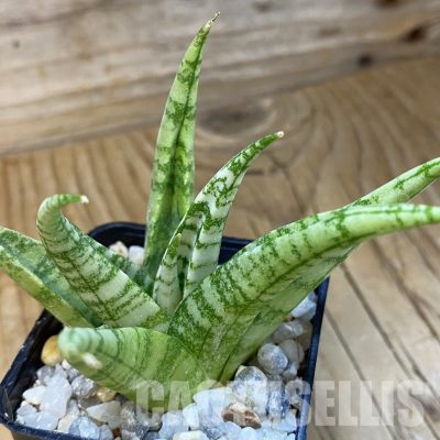 SH34835 Sansevieria ‘Momo’
