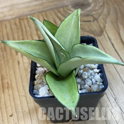 SH34836 Sansevieria ‘Manee Thawee’