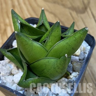 SH34837 Sansevieria ‘Green Ant’