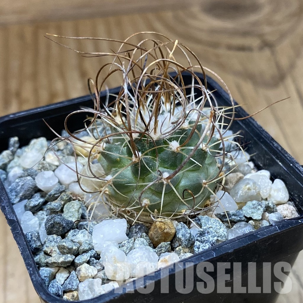 SH35004 Turbinicarpus graminispinus VM 817 - Image 2