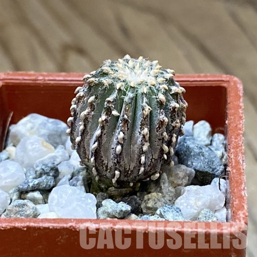 SH34946 Geohintonia mexicana - Image 2