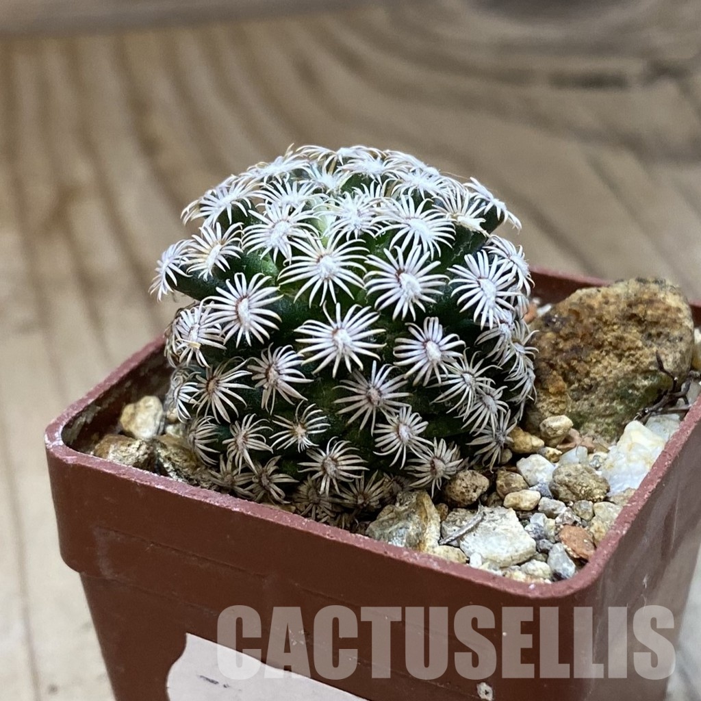 SH34947 Mammillaria hernandezii - Image 2