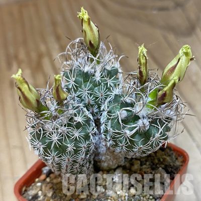 SH34948 Turbinicarpus krainzianus