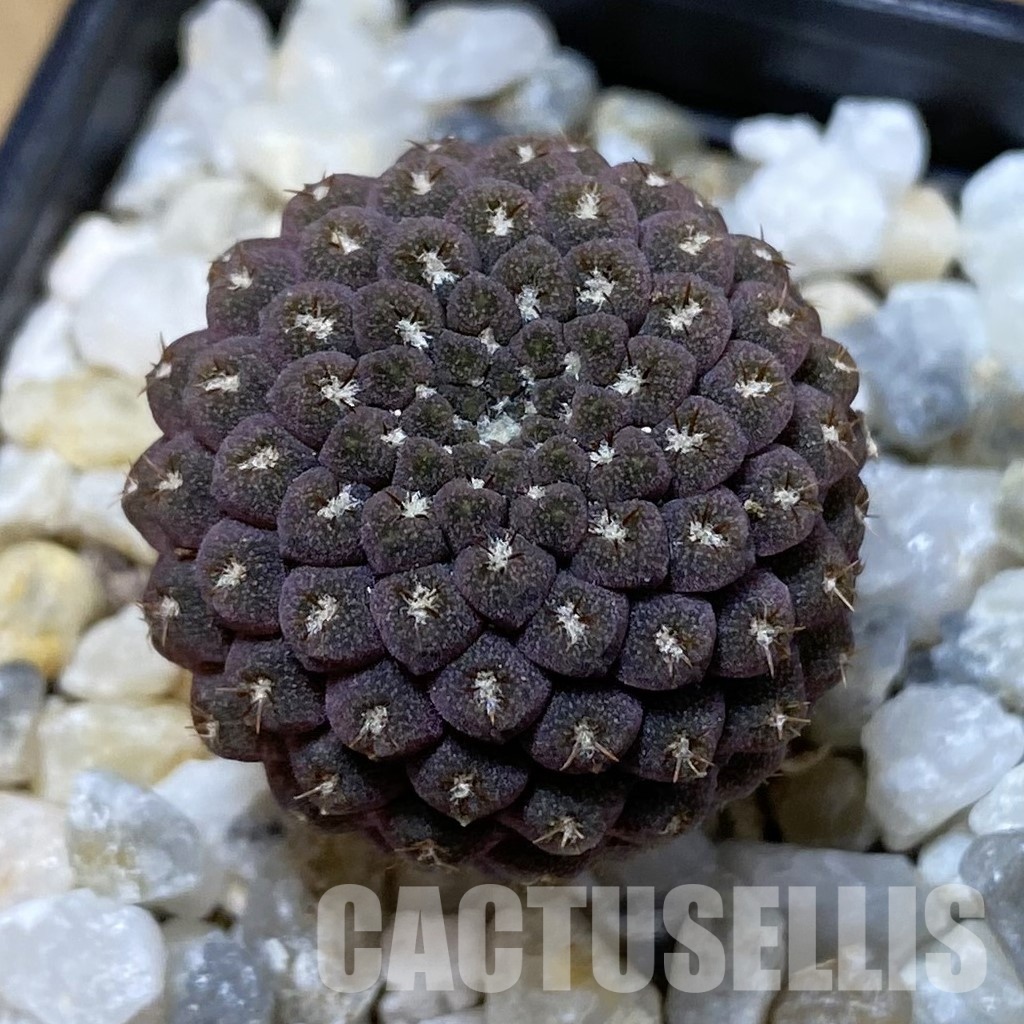 SH34951 Thelocephala esmeraldana PV 1935