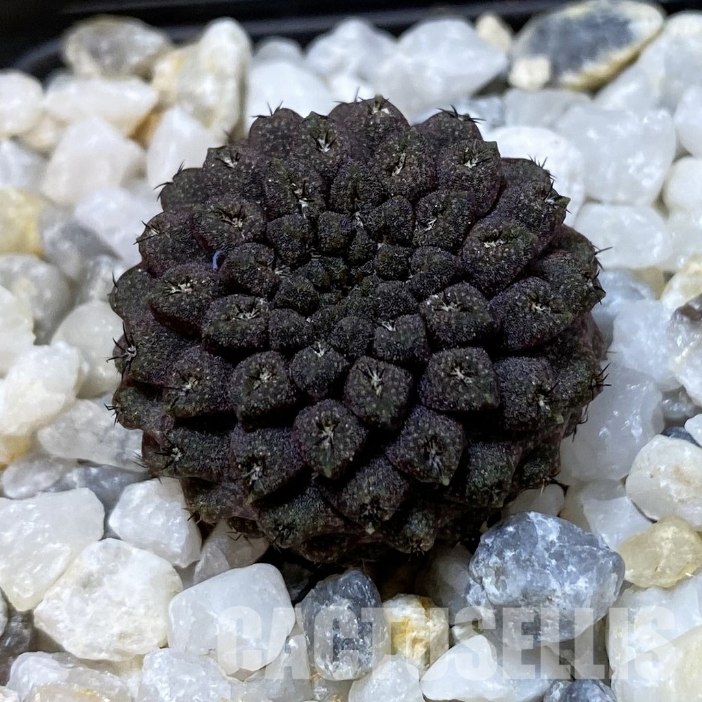 SH34952 Thelocephala esmeraldana PV 1935