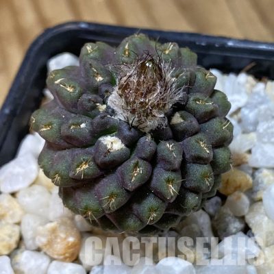 SH34953 Eriosyce recondita v. vexata