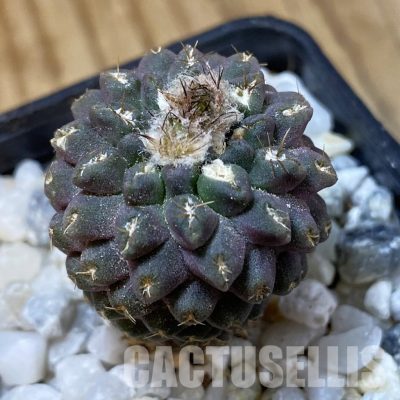 SH34954 Eriosyce recondita v. vexata