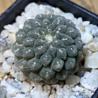 SH34955 Thelocephala napina PV 2050