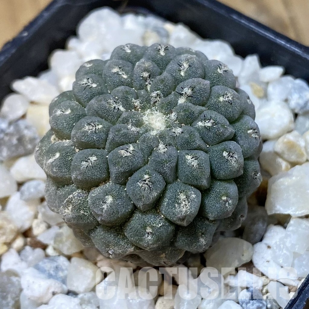 SH34955 Thelocephala napina PV 2050
